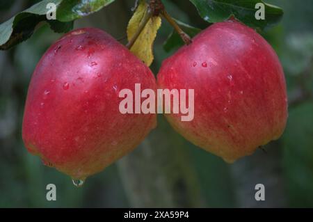 Gros plan de pommes rouges fraîches suspendues à une branche d'arbre avec des feuilles vertes Banque D'Images