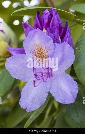 Photo en gros plan d'une fleur violette de rhododendron et d'un bourgeon sur fond vert flou Banque D'Images