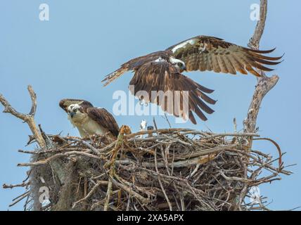 Osprey (Pandion haliaetus) au nid. Mars dans le parc national des Everglades, Floride, États-Unis. Banque D'Images