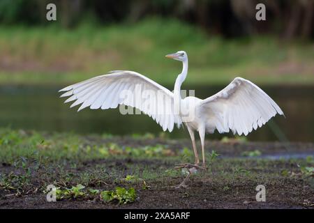 Grand Héron bleu (Ardea herodias), sous-espèce blanche. Anciennement connu sous le nom de Great White Heron. Mars dans le parc national de Myakka River, Floride, États-Unis. Banque D'Images