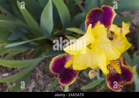 Gros plan photo vue de dessus d'une fleur d'iris violet jaune sur fond vert flou et brun terre Banque D'Images