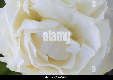Macro-photographie rapprochée d'une fleur de pivoine blanche Banque D'Images