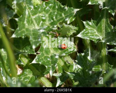 Une coccinelle solitaire sur plante verte Banque D'Images