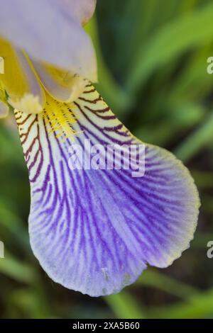 Macro-photographie en gros plan d'un pétale d'iris violet et jaune sur fond vert flou Banque D'Images