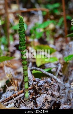 Une grande prêle (prêle géante du nord, Equisetum telmateia) poussant dans la forêt au printemps Banque D'Images