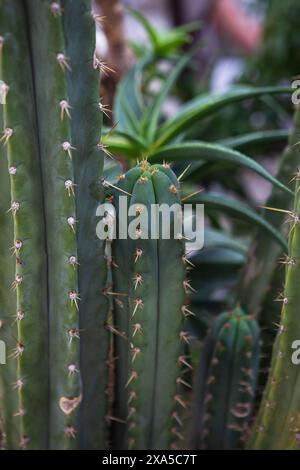 Espadin cactus gros plan avec épines et feuilles vertes Banque D'Images