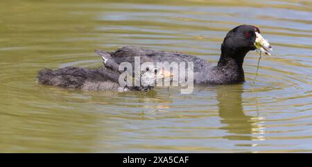 Coot d'Amérique adulte et poussin nourrissant sur des plantes aquatiques. Grant Lake, Joseph D. Grant County Park, Santa Clara County, Californie. Banque D'Images