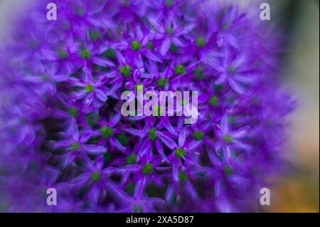 Un gros plan d'une seule fleur reposant sur un lit de fleurs violettes Banque D'Images
