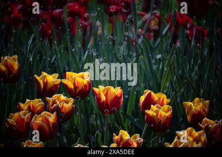 Les tulipes jaunes et rouges avec des gouttelettes d'eau sous la pluie Banque D'Images