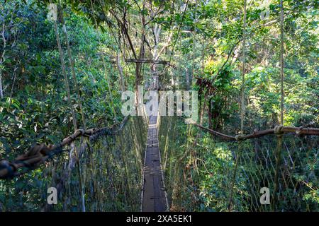 A Canopy Walk Gunung Mulu National Park, Malaisie Banque D'Images