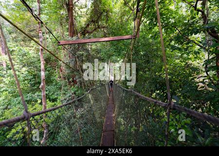 A Canopy Walk Gunung Mulu National Park, Malaisie Banque D'Images