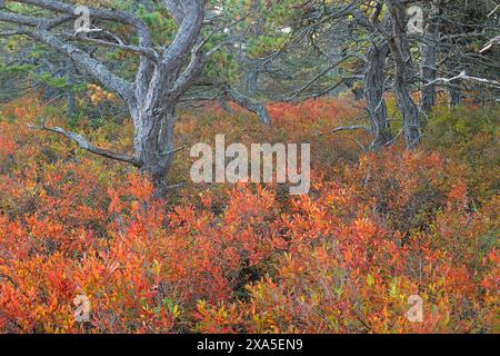 Feuillage des baies noires (Gaylussacia bachata) dans une forêt mature de pins gris (Pinus banksiana) près de l'océan. Octobre dans le parc national Acadia, Maine Banque D'Images