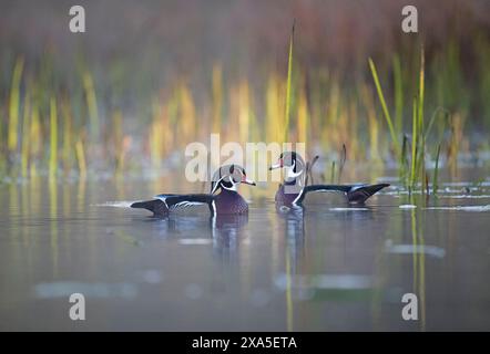 Canard en bois (Aix sponsa). Mâles avec nouveau plumage. Étang de castors au lever du soleil en octobre. Parc national d'Acadia, Maine, États-Unis. Banque D'Images