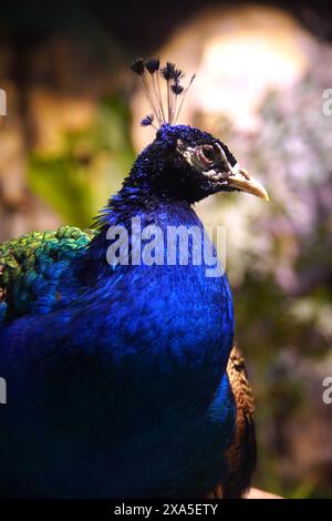 Un paon au milieu de fleurs violettes et d'un fond sombre Banque D'Images