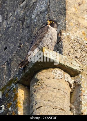 Un faucon pèlerin (Falco peregrinus) sur l'abbaye de Tewkesbury Gloucestershire UK Banque D'Images