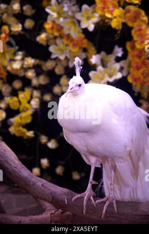 Un paon blanc perché sur branche avec des fleurs, oiseau perché à proximité Banque D'Images