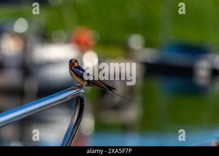 Un oiseau sur un bateau dans un port Banque D'Images