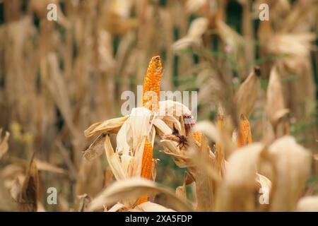 Les épis de maïs dorés avec des grains laissés dans les tiges pour sécher au milieu d'un champ agricole montrent un moment franc de la vie agricole dans la campagne rurale Banque D'Images