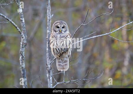 Chouette barrée (Strix varia). Parc national d'Acadia, Maine, États-Unis. Banque D'Images