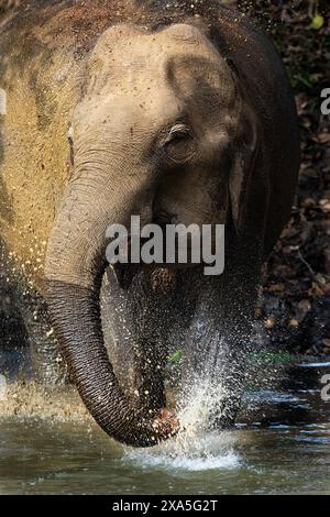 Éléphant d'Asie, Elephas maximus, jouant avec l'eau dans la réserve de Kabini. Inde Banque D'Images