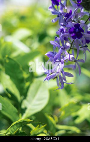 Petrea Volubilis (couronne de la Reine) en fleurs vibrantes fleurs violettes dans un jardin vert luxuriant Banque D'Images