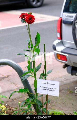 Düsseldorf 04.07.2024 Wildrosen Rosengarten öffentliches Privates Blumenbeet Gartenblumen Kulturrose Beetrose Stadtbegrünung Blumendiebe Rosendiebe faule Eier Düsseldorf Nordrhein-Westfalen Deutschland *** Düsseldorf 04 07 2024 rosiers rosiers rosiers jardin public privé jardin fleuri fleurs cultivées rosiers verts urbains voleurs de roses oeufs pourris Düsseldorf Rhénanie du Nord Westphalie Allemagne Banque D'Images