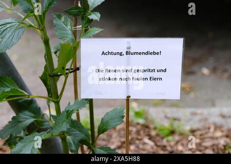 Düsseldorf 04.07.2024 Wildrosen Rosengarten öffentliches Privates Blumenbeet Gartenblumen Kulturrose Beetrose Stadtbegrünung Blumendiebe Rosendiebe faule Eier Düsseldorf Nordrhein-Westfalen Deutschland *** Düsseldorf 04 07 2024 rosiers rosiers rosiers jardin public privé jardin fleuri fleurs cultivées rosiers verts urbains voleurs de roses oeufs pourris Düsseldorf Rhénanie du Nord Westphalie Allemagne Banque D'Images