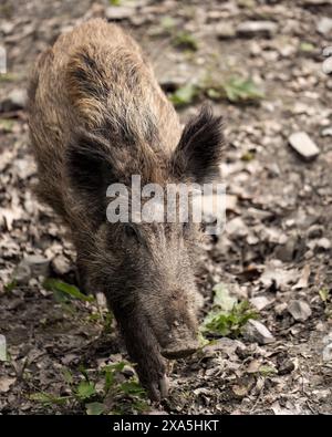 Un porc cherchant de la nourriture dans la saleté Banque D'Images