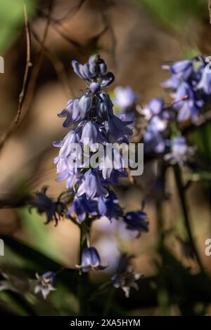 Une fleur bleue proéminente se dresse devant des arbustes en arrière-plan Banque D'Images