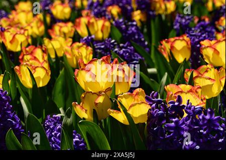 Un gros plan de diverses fleurs moulues avec une fleur jaune éclatante Banque D'Images