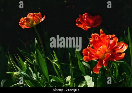 Fleurs rouges se prélasser au soleil par l'herbe sur le sol Banque D'Images