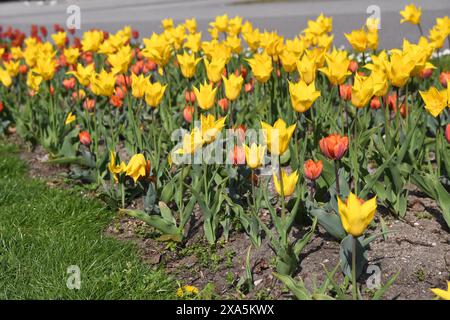 Incroyables tulipes colorées au printemps à Wroclaw, Pologne Banque D'Images