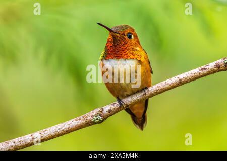 Gros plan d'un colibri rouge (Selasphorus rufus) mâle coloré perché sur une branche Banque D'Images