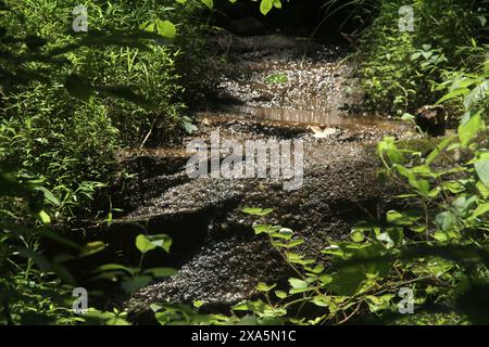 Ruisseau d'eau dans les Blue Ridge Mountains de Virginie, États-Unis Banque D'Images