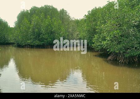 Population dense et luxuriante de mangroves matures dans les eaux côtières marécageuses à la suite de l'effort de reboisement et de la conservation de l'environnement Banque D'Images