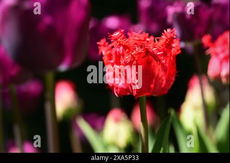 Gros plan détaillé de tulipes rouges éclatantes sur fond sombre Banque D'Images