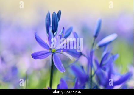Une seule fleur en fleurs dans un jardin plein d'autres fleurs Banque D'Images