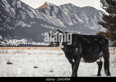 Une vache noire se tient dans un champ contre des montagnes Banque D'Images