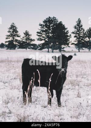 Une vache noire se tient dans un champ Banque D'Images