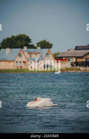 Un cygne blanc glissant gracieusement sur l'eau dans une ville balnéaire Banque D'Images