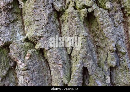 Motif de fond de texture d'écorce d'arbre de vieux bois. Banque D'Images