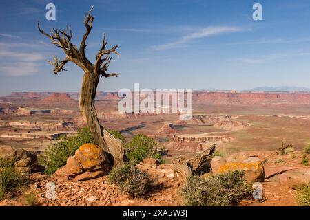 Squelette tordu d'un genévrier mort au point de vue de Green River dans le parc national de Canyonlands, Moab, Utah. Banque D'Images