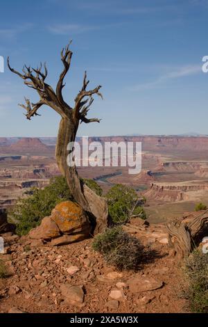 Squelette tordu d'un genévrier mort au point de vue de Green River dans le parc national de Canyonlands, Moab, Utah. Banque D'Images