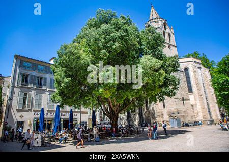 Der Platz Saint Didier mit der gleichnamigen Kirche und dem Grand Café Barretta à Avignon Département Vaucluse Frankreich Avignon *** la place Saint Didier avec l'église du même nom et le Grand Café Barretta à Avignon Département Vaucluse France Avignon Banque D'Images