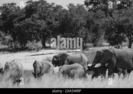 Éléphants adultes et bébés se nourrissant d'herbes hautes dans un champ Banque D'Images