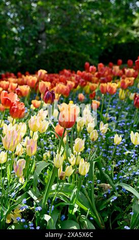 Bulbes et plantes à fleurs printanières, tulipes colorées dans les plantations de masse dans des arrière-plans de fleurs magnifiques. Banque D'Images