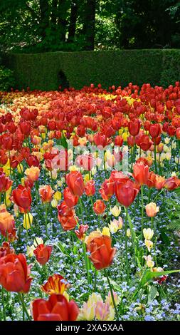 Bulbes et plantes à fleurs printanières, tulipes colorées dans les plantations de masse dans des arrière-plans de fleurs magnifiques. Banque D'Images