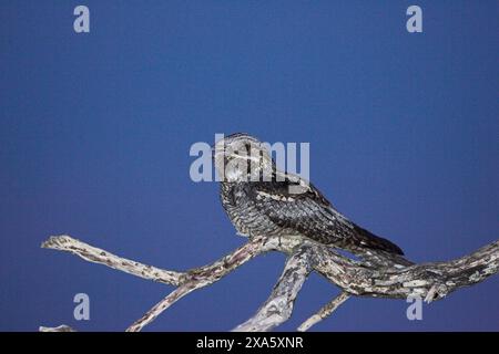 Caprimulgus europaeus chantant sur la branche gorse, New Forest National Park, Hampshire, Angleterre Banque D'Images