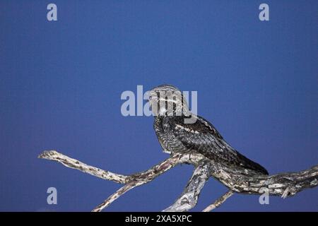 Caprimulgus europaeus chantant sur la branche gorse, New Forest National Park, Hampshire, Angleterre Banque D'Images