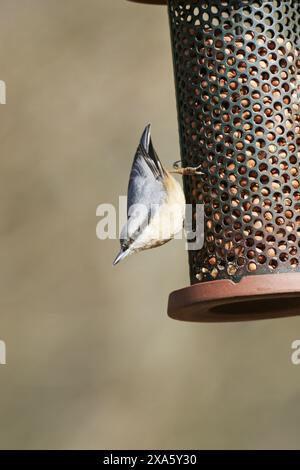 Sittelle torchepot Sitta europaea sur mangeoire près d'arachide Ringwood Hampshire Angleterre Banque D'Images